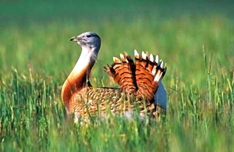 bustard.jpg