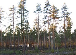 skog2.jpg