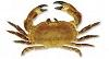 krabbe-l.jpg